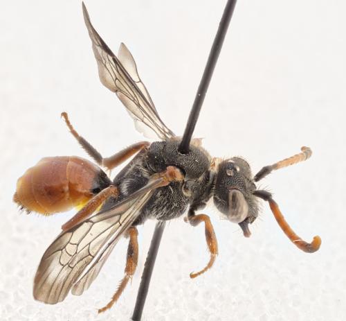Réf. 300 452 : Nomada fabriciana